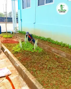 Tukang Taman Cibubur - Jual rumput gajah mini