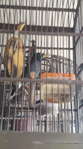 Jual burung jalak