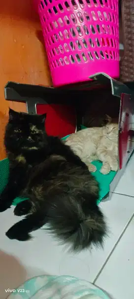 LA sepasang jantan betina, PERSIA, jgn malu malu, tanya aja dlu..