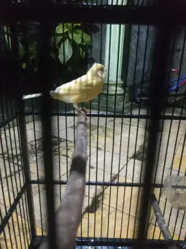 Kenari jantan riwikan fullset
