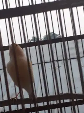 Jual burung kenari
