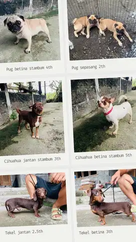 Tekel cihuahua pug
