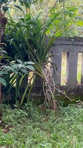Kerja urus tanah kebun