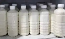 susu kambing etawa