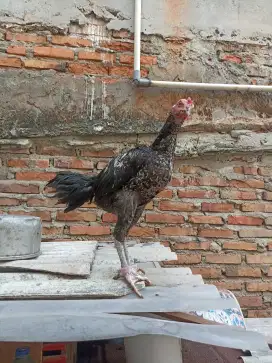 Ayam Bangkok pakoy