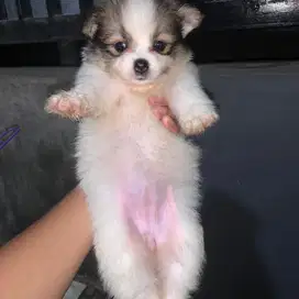 Anak anjing lucu minipom pomarian