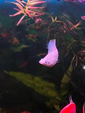Ikan hias / ikan molly