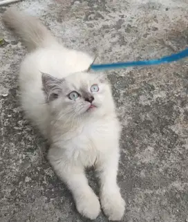 Kucing persia kitten body besar
