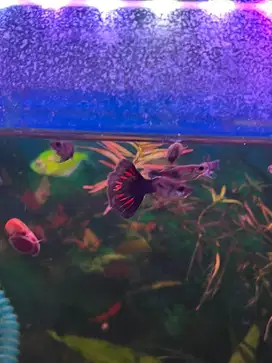 Ikan hias/ ikan guppy