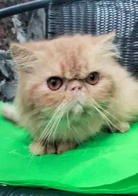 Persia Jantan Dewasa