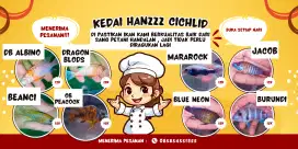 Ikan Hias Cichlid Afrika .
