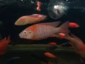 Ikan Hias Cichlid Afrika .