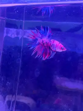 Ikan cupang sisir