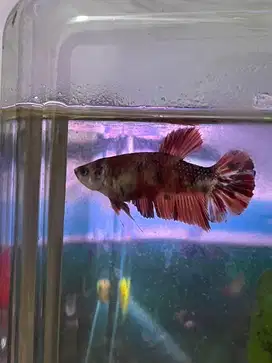Ikan cupang / ikan hias