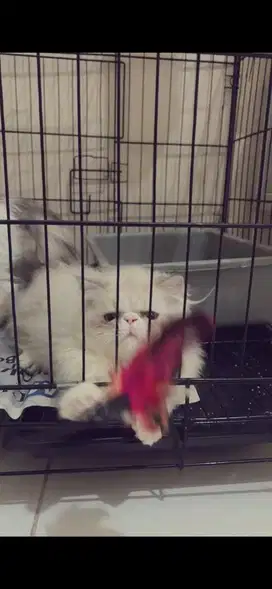 Munchkin peaknose