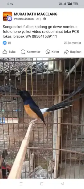 Siap beli burung anda