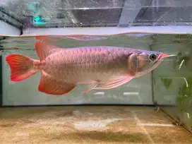 Arwana SSB Super Red 30cm