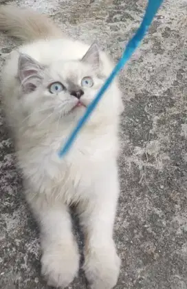 Kucing persia Kitten usia 6bulan super gede