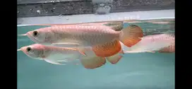 Arwana Arowana Crossback lokal
