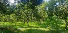 Di Jual Tanah Kebun di Rembang Kab. Pasuruan, Subur, Air melimpah