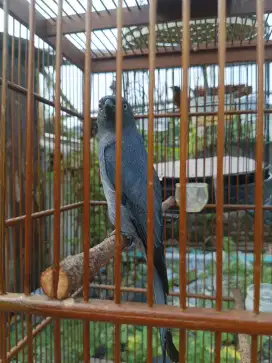 Burung srigunting abu mata putih