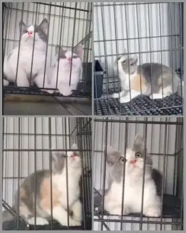 3 ekor munchin NS (tdk cebol) bulu shorthair atau bulu pendek manis