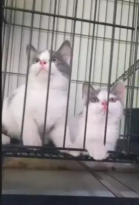 3 ekor munchin NS tidak cebol ke 3 nya bulu shorthaor bulu pendek