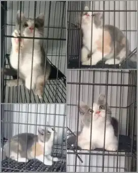 Munchin NS tidak cebol semua nya ke 3 nya bulu shorthair bulu pendek