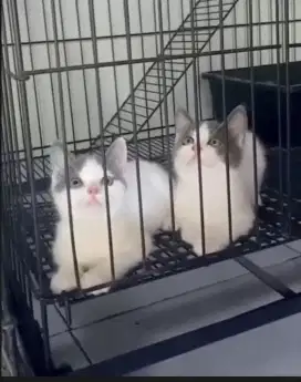 3 ekor muncin Ns tdk cebol bulu shorthair