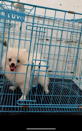 Superminipom minipom jantan medan siap pantau