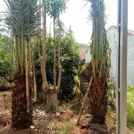 Pohon kurma azwa// pohon kurma