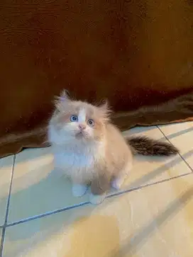Kitten pure ragdoll simetris super gemoy
