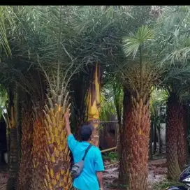 Pohon palem kenari - palem kenari