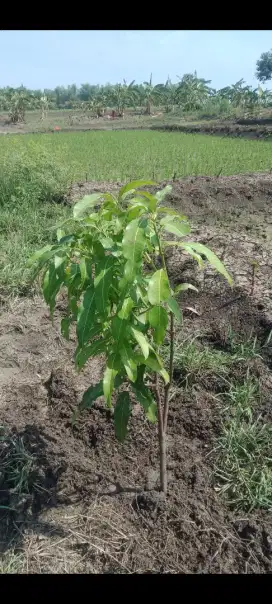 Dijual Tanah sawah 2 surat total 2800 m