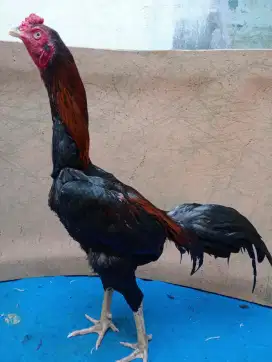 Ayam Bangkok muda Abar perdana