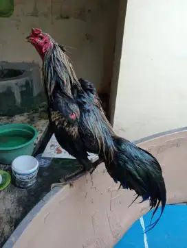 Ayam Bangkok widu tembus mata kaki hitam
