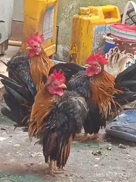Ayam serama jantan ad 4ekor
