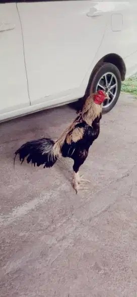 Ayam pukul ko mati  3 x abar besar line shamo pakhoy TRD Vidio ada