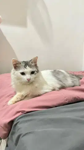 open adopt kucing bermahar