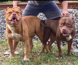 Puppies Pitbull Male