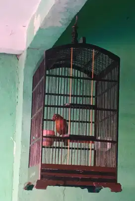 wambi betina mulus no minus