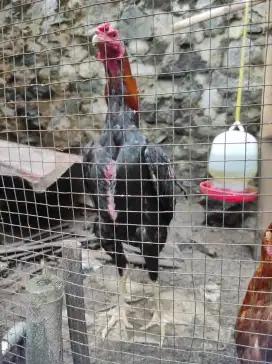 Ayam jantan Bangkok