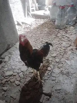 Jual ayam jago bangkok