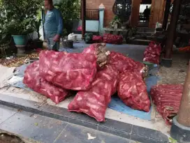 Jasa angkut talas kirim telo cargo jasaangkut jakal