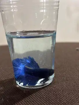 Ikan cupang Halfmoon