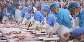 di cari karyawan untuk membantu di produksi daging frozen food