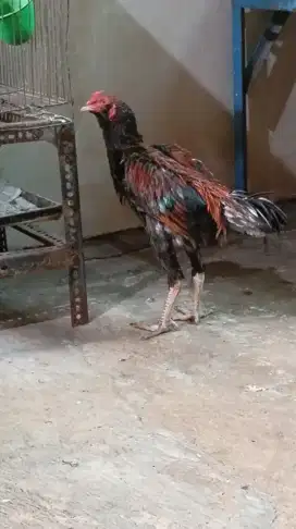 Ayam mangon x pakhoy