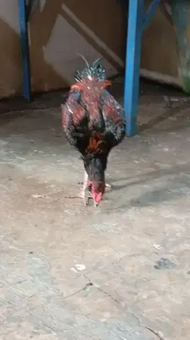 Ayam pakhoy x bangkok