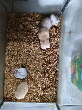 Hamster aneka jenis