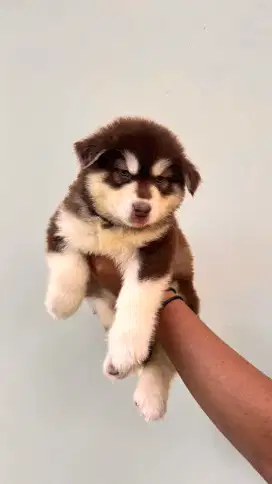 Pupy alaskan malamute